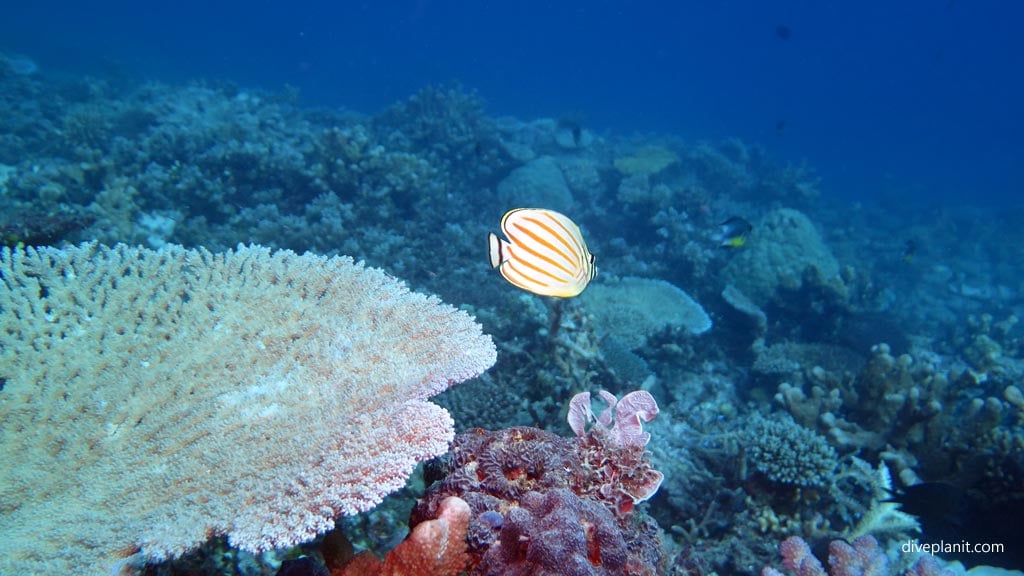 0643-Ornate-Butterflyfish-makes-good-his-escape-at-Cindys-Reef-diving-Espiritu-Santo-DPI-0643