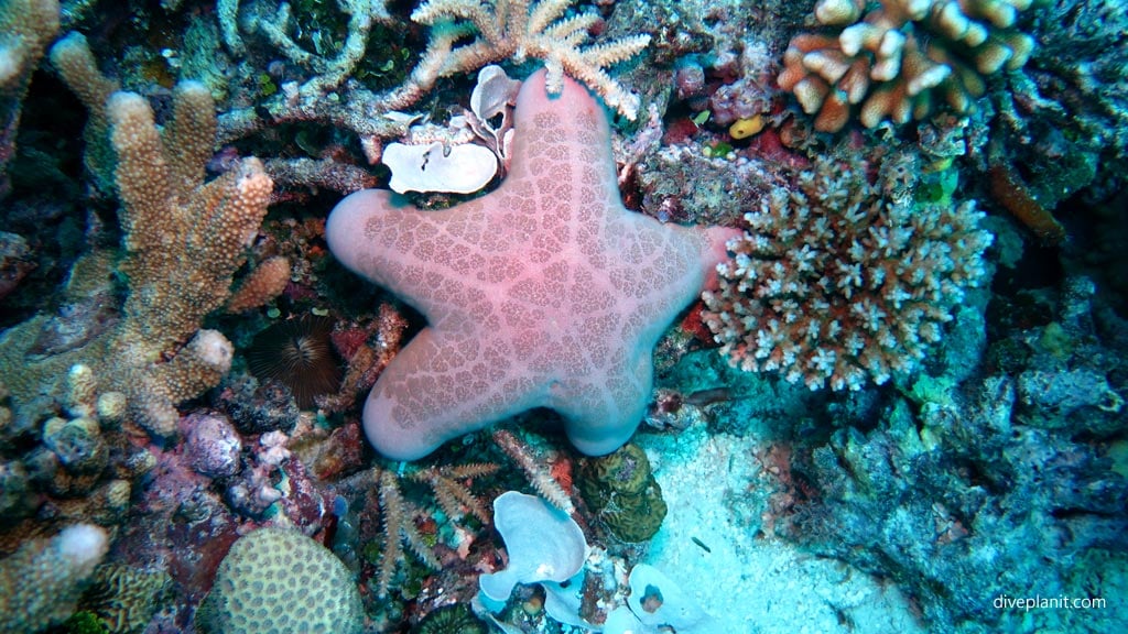 0645-Great-spot-for-photographing-macro-and-big-stuff-at-Cindys-Reef-diving-Espiritu-Santo-DPI-0645