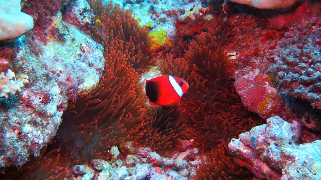 0648-Feisty-little-clown-fish-at-Cindys-Reef-diving-Espiritu-Santo-DPI-0648