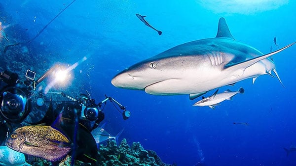 3-mike-ball-dive-expeditions-spoilsport-australia-private-shark-shoot-NL