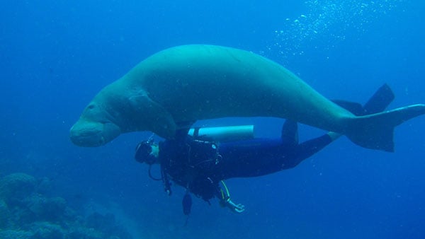 Big Blue Vanuatu dugong & diver