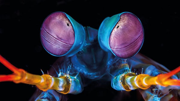 Big Blue Vanuatu mantis shrimp face