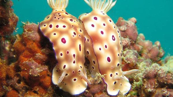 Big Blue Vanuatu nudibranch 1