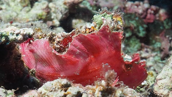 Big Blue Vanuatu pink leafy scorpion fish