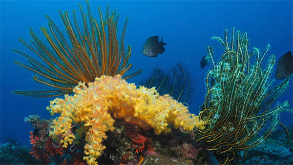 Big Blue Vanuatu soft coral