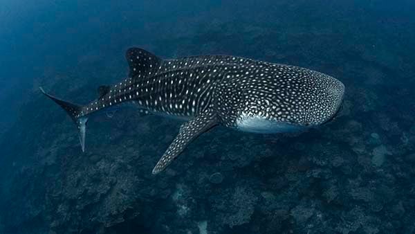 Christmas ISland Whale shark credit Scott Portelli_AUS0049 NL