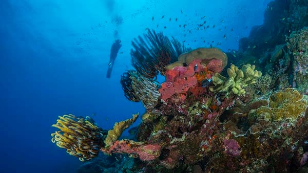 Christmas Island coral scene with diver credit Scott Portelli_AUS0076 NL