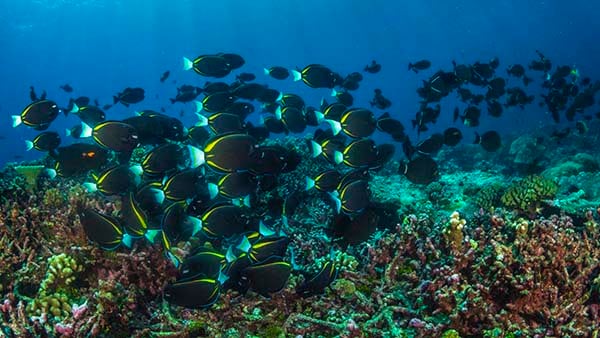 Christmas Island coral scene with surgeon fish credit Scott Portelli_AUS2680 NL