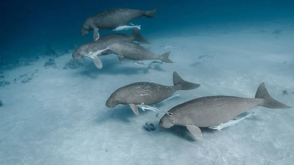 Dugongs-Maskelynes-Islands-Vanuatu