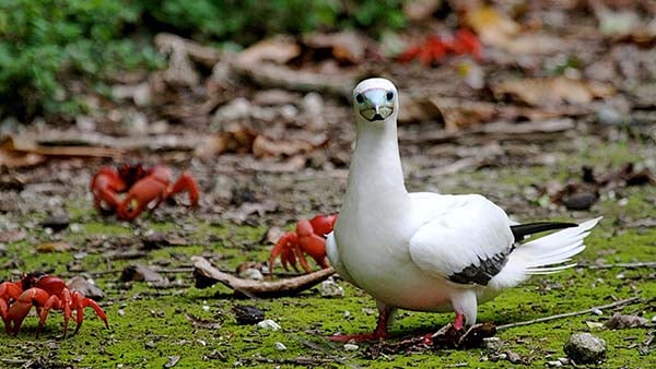 Red-Footed-Booby-Inger-Vandyke NL