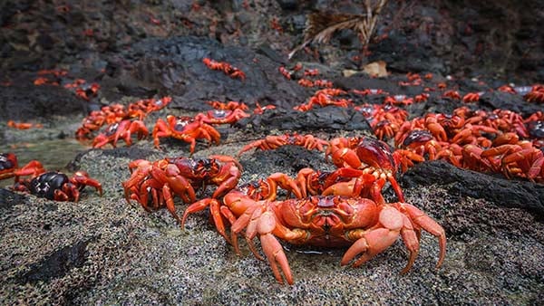 Red-crab-rocks-Kirsty-Faulkner NL