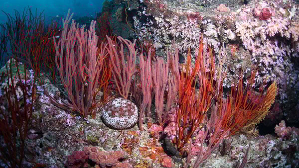 similan15